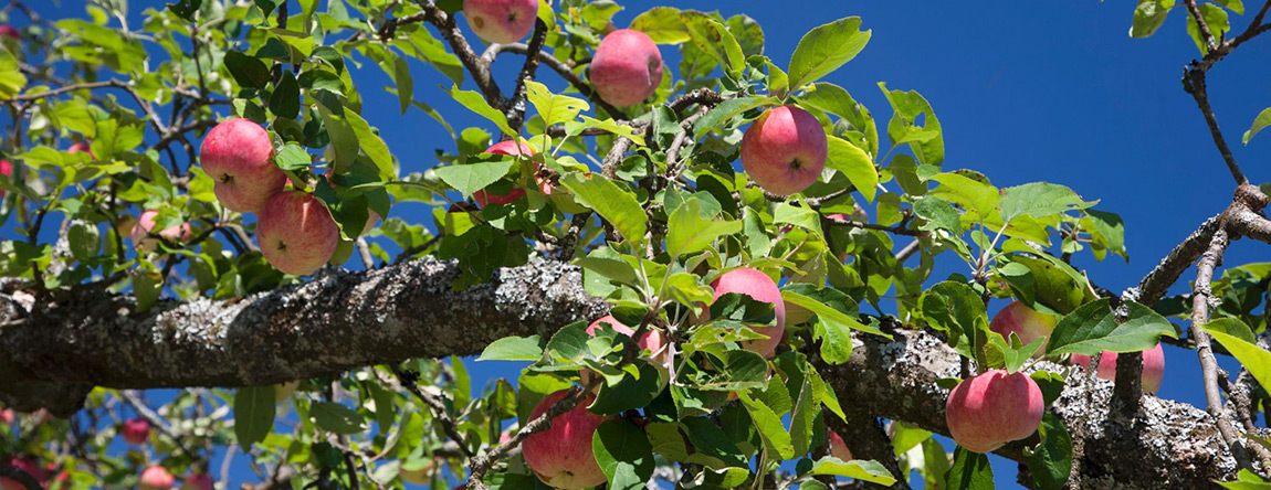 Obstbaum